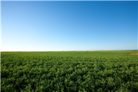 Grow Pulses