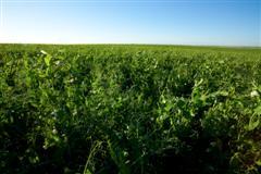 Image of a Pea Field
