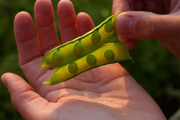 Photo of a seed pd