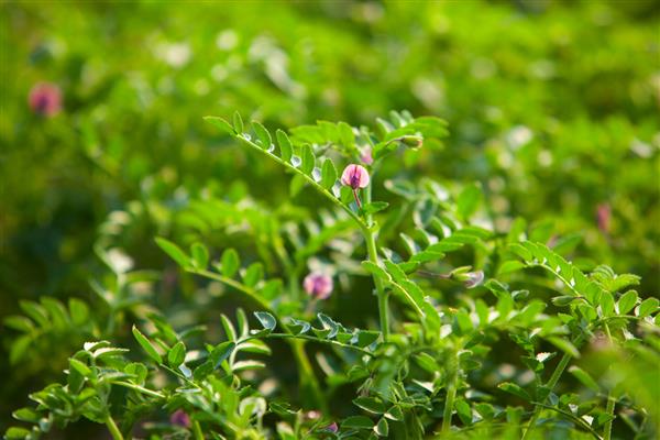 image of lentil plant