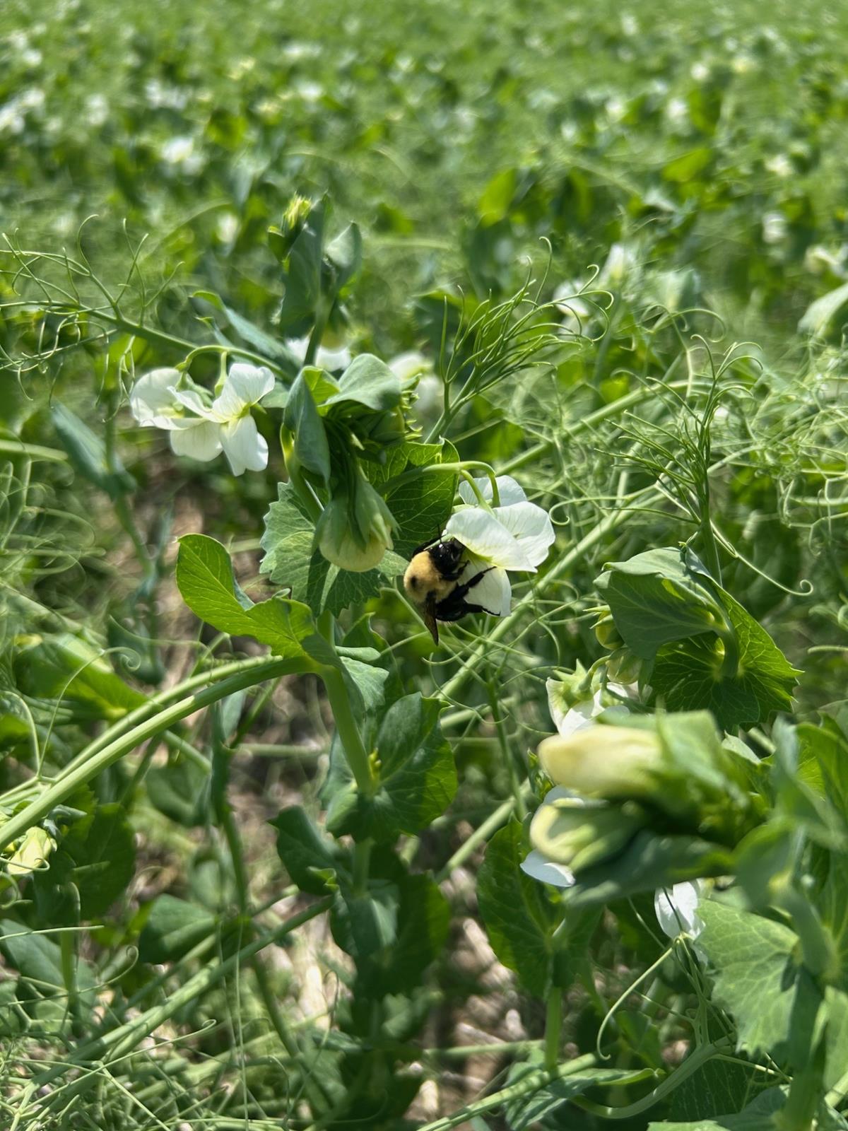 Research Awards Granted